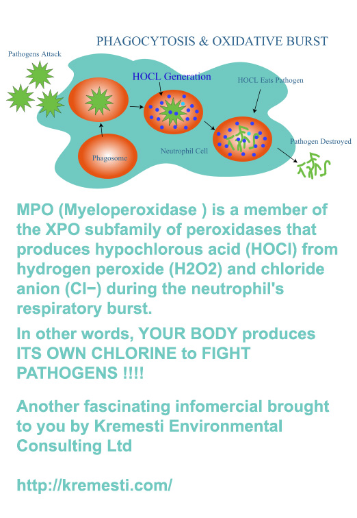 Hypochlorous acid inside our bodies